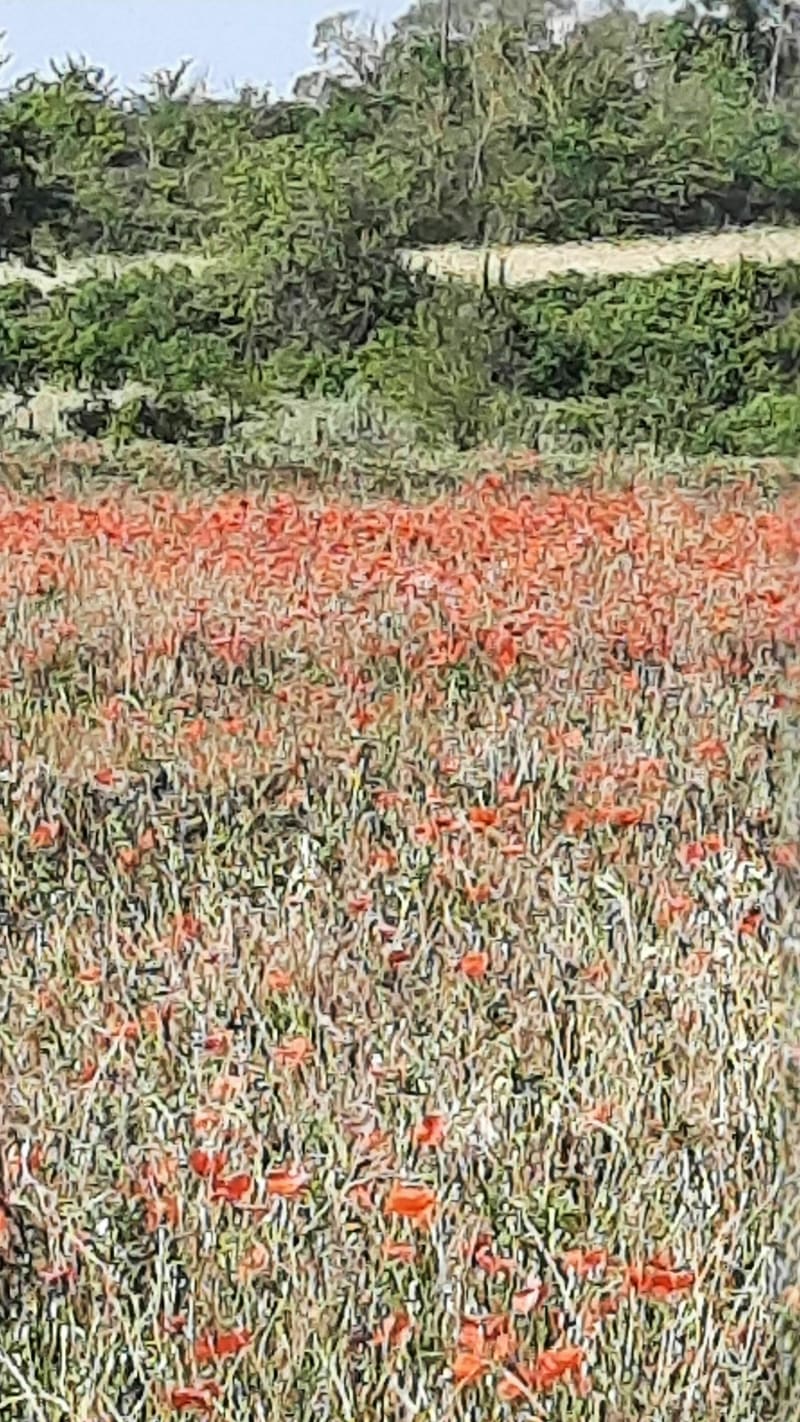 Garrigues et moulin de la Calmette - Nîmes