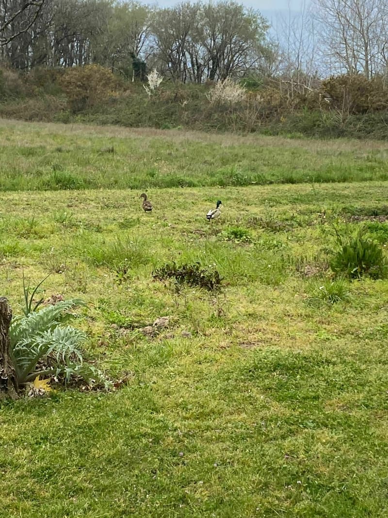 Boucle entre Dangé et Salvert - Dangé-Saint-Romain
