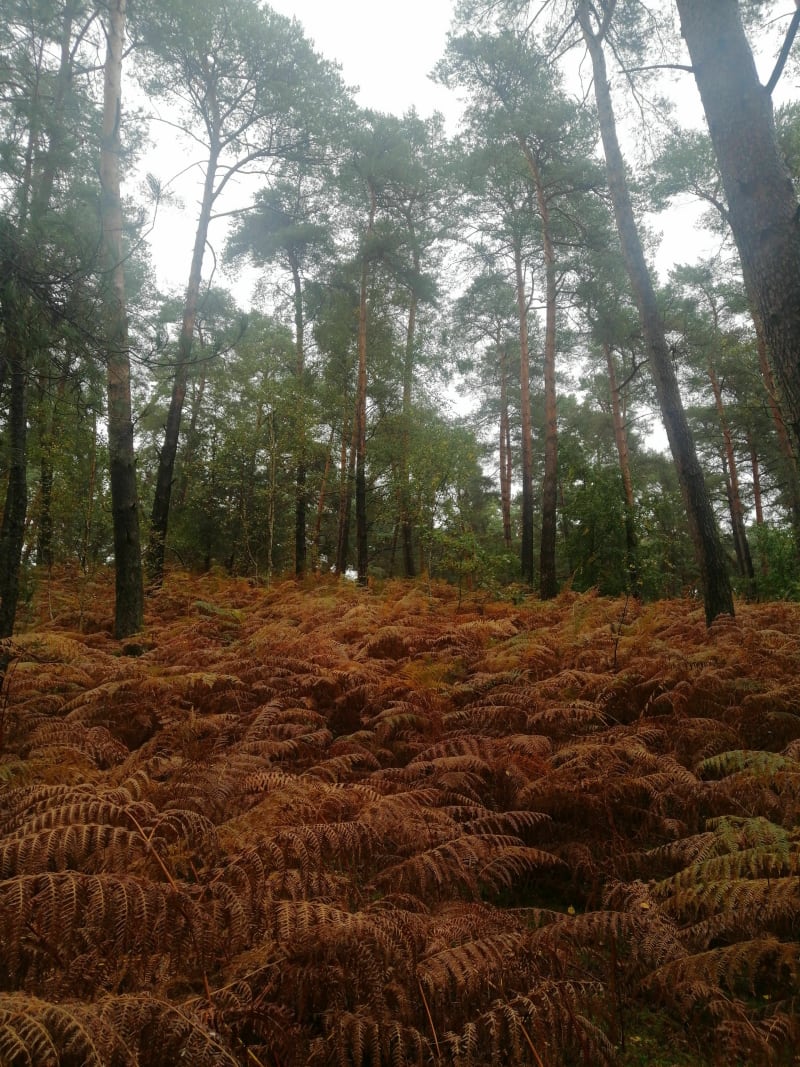 Promenade dans la forêt de Senlis entre pins et chênes - Senlis