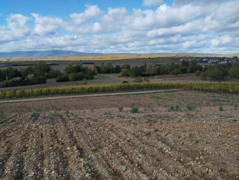 Marche populaire et sentier viticole sur le Mont Scharrachberg - Scharrachbergheim-Irmstett