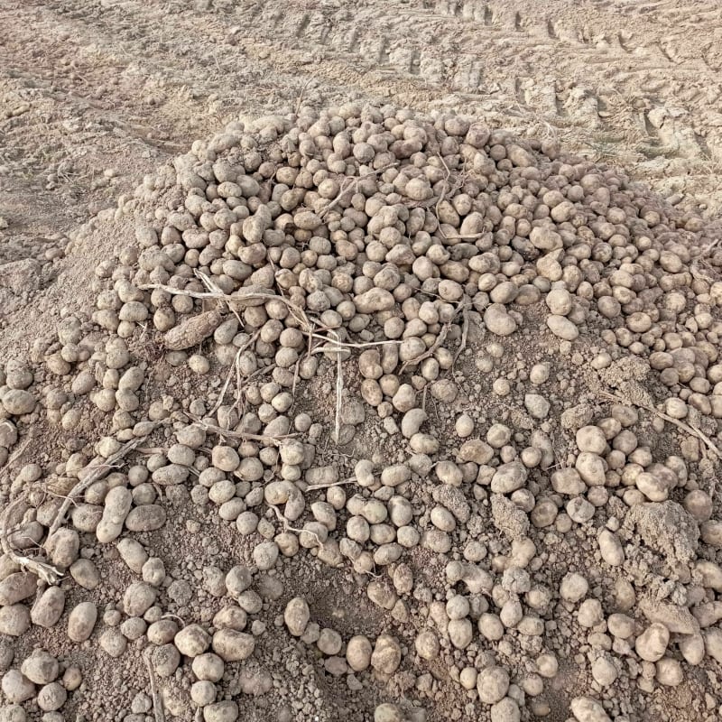 Comines dans les champs de patates - Comines