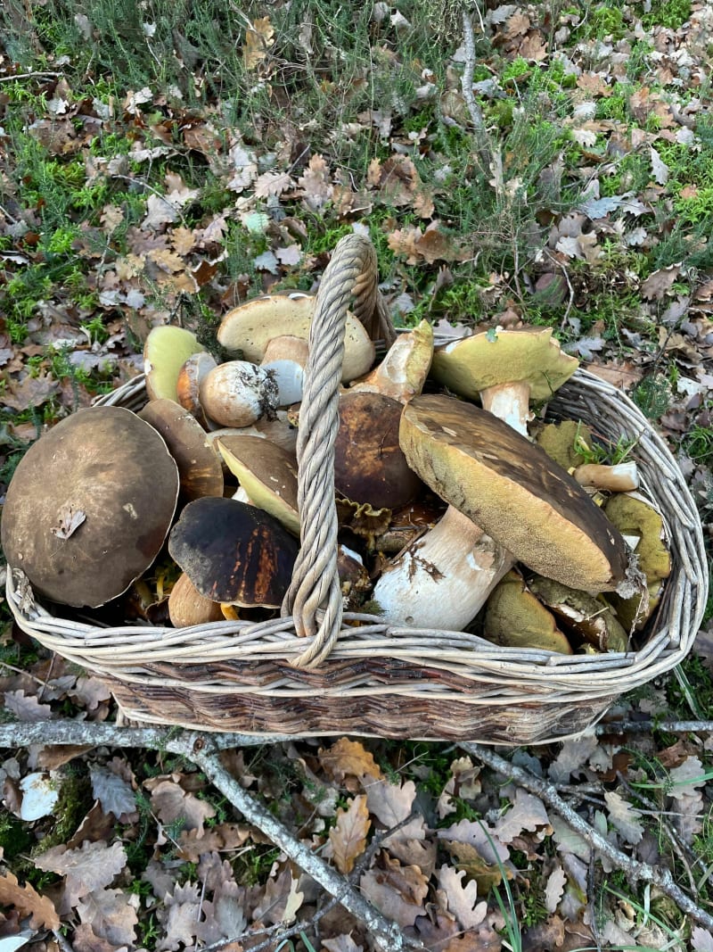 Au cœur de notre campagne parmi les châteaux - Pleumartin