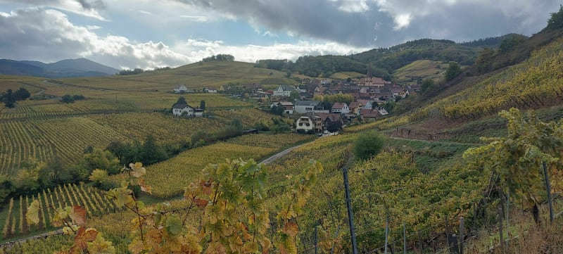 De Katzenthal à Niedermorschwihr et Turckheim par les vignes - Katzenthal
