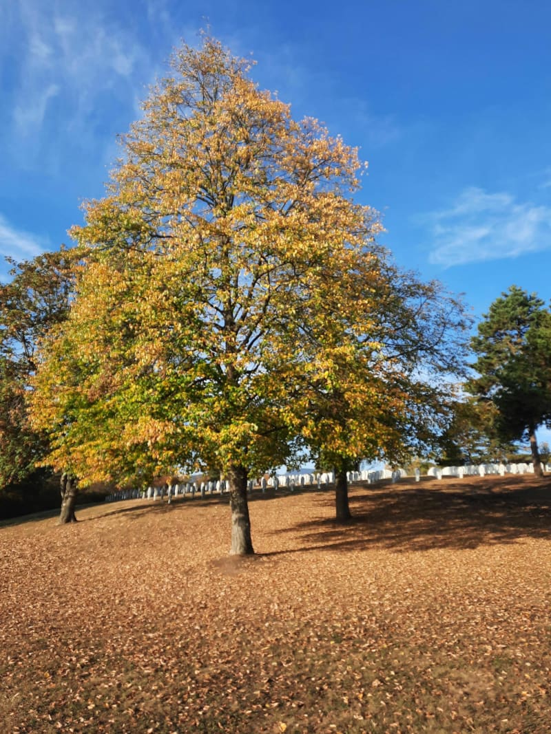 Balade d'automne depuis le Grasberg - Bergheim