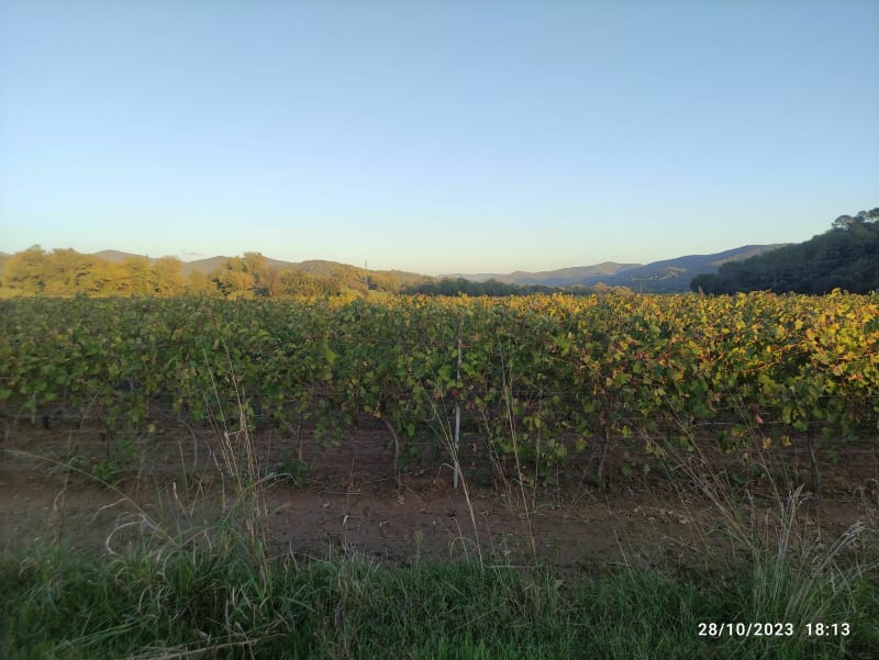 Tour au milieu des vignes de Cuers Pierrefeu - Pierrefeu-du-Var