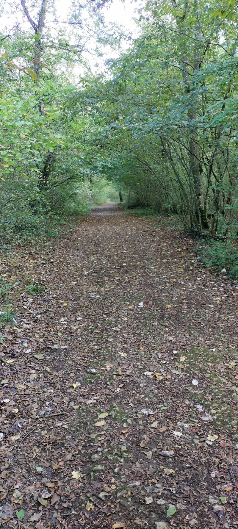 Petit tour dans la forêt de Haye départ de la Sapinière - Laxou