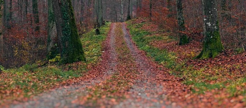 Balade Nord Seine et Marne à travers sentiers et sous-bois de St-Laurent - Moussy-le-Neuf