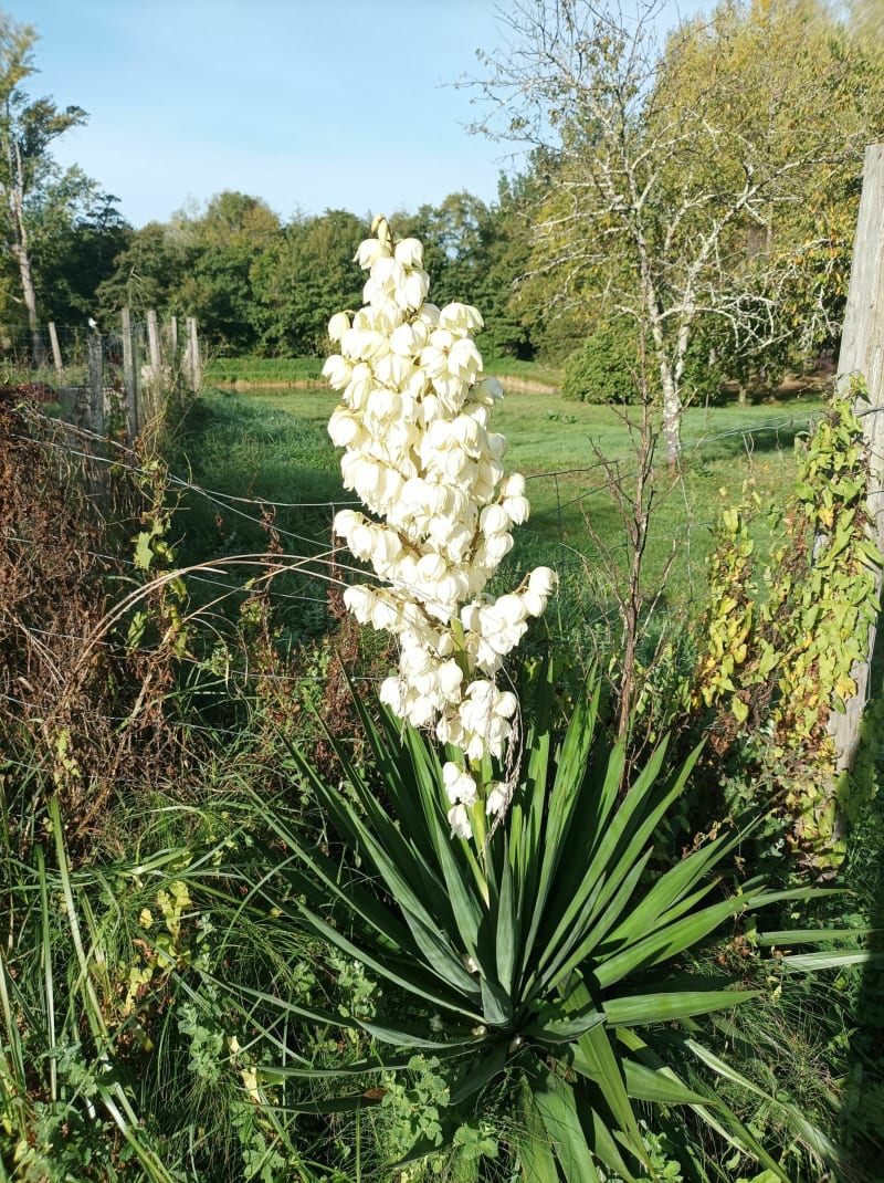 Randonnée calme en Tauriac, Lansac et hameaux alentours - Tauriac