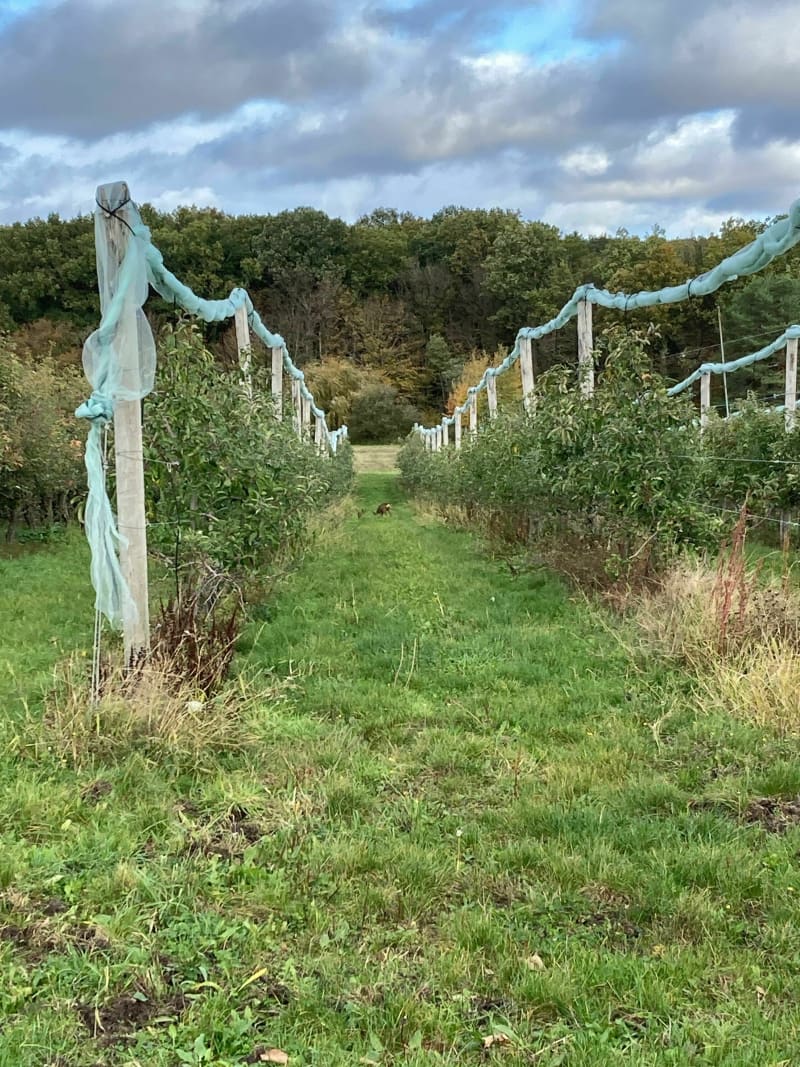 Balade dans les vergers d'Orléans - Saint-Jean-de-Braye