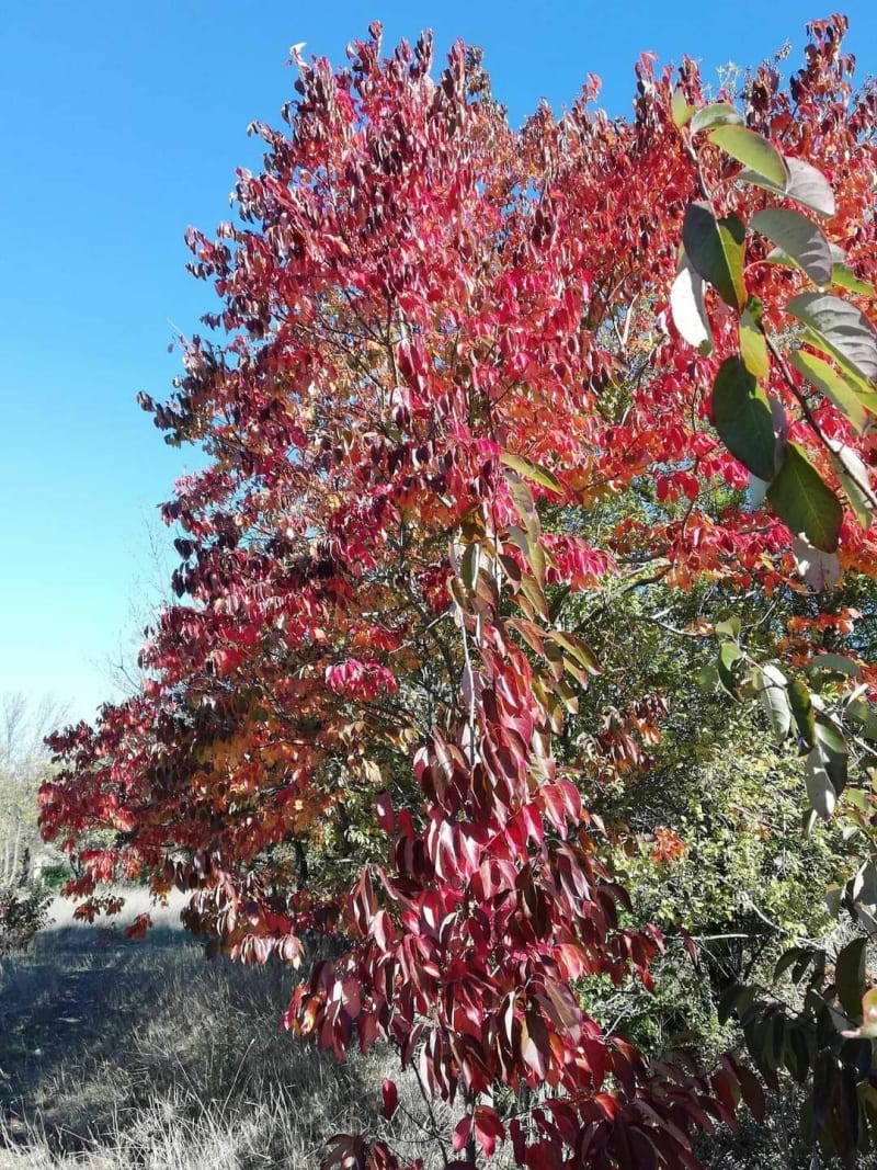 Balade dans la Colline de la Colle Noire et du parc nature - La Garde