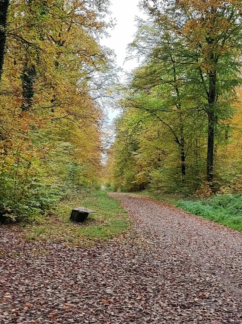 En étoile, dans le bois de Moyeuvre depuis Trehemont - Moyeuvre-Grande
