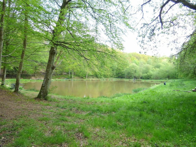 Forêt de Saint-Pierre du Bosguerard - le bois de caboche - Saint-Pierre-du-Bosguérard