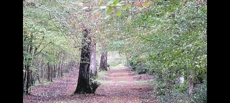 De Chezelles à Vouneuil par le Bois du Fou à VTT - Naintré