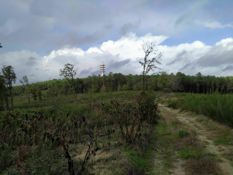 Boucle en forêt à Campès - Villefranche-du-Queyran