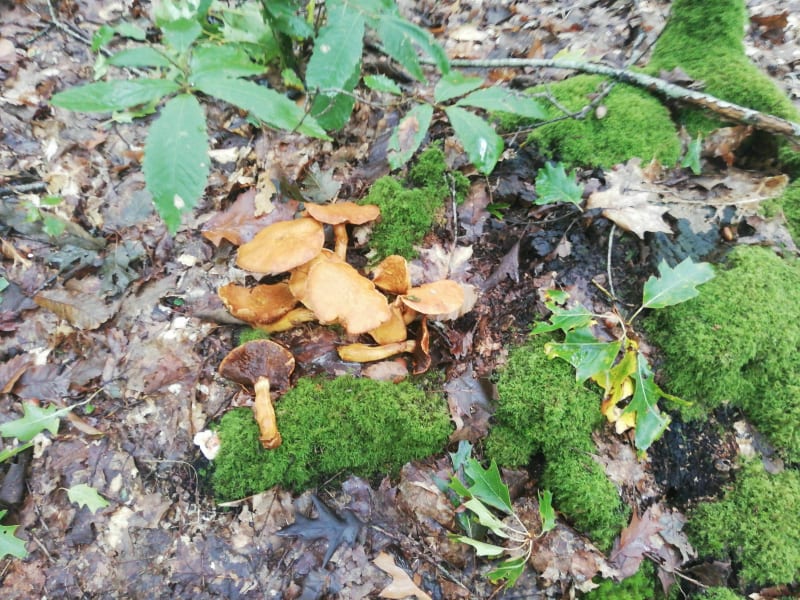 Forêt de l'Hermitain - Souvigne