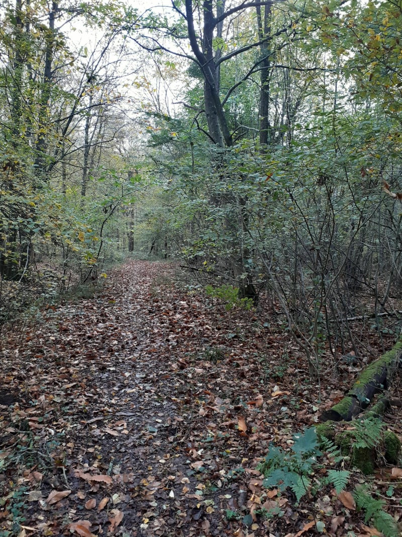 Jolie balade en sous-bois dans la forêt de Notre-Dame - Sucy-en-Brie