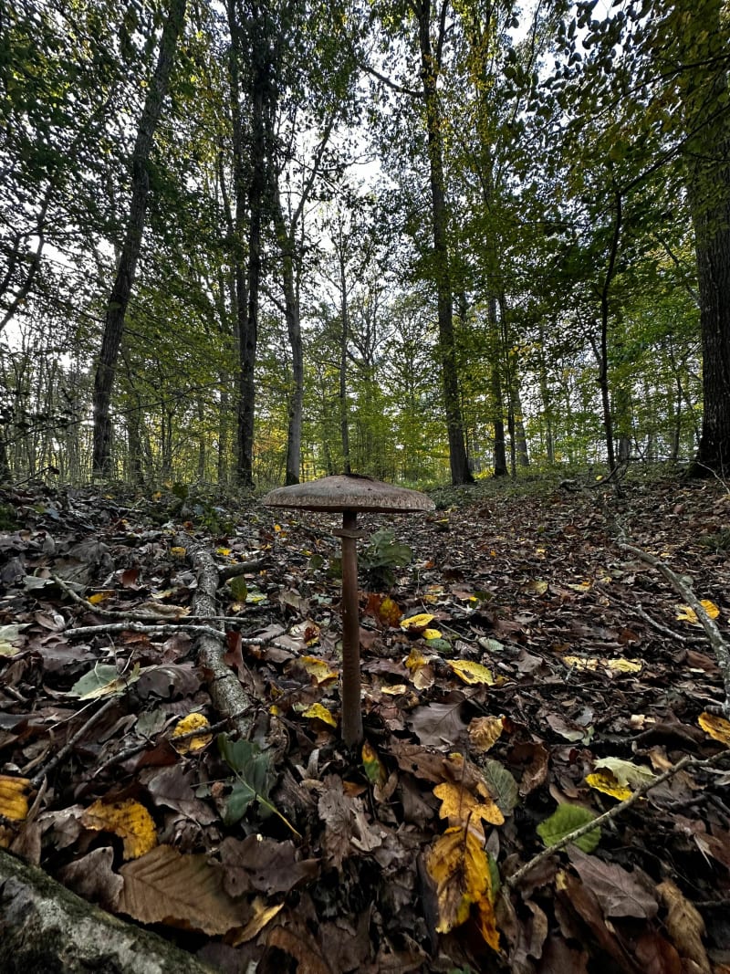 Les bois de Saint-Hilaire-sur-Yerre - Cloyes-les-Trois-Rivières