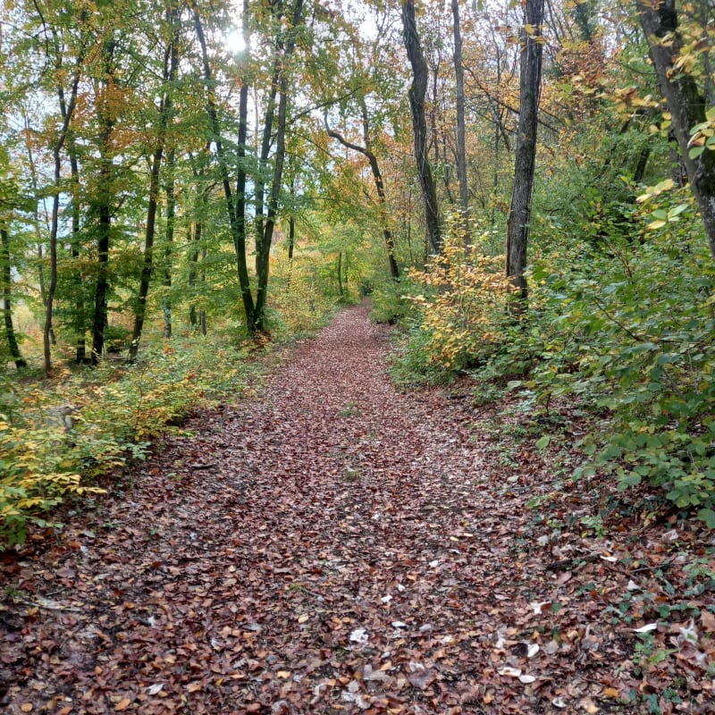 Balade au Bois de Chauvoncourt depuis les Paroches - Les Paroches