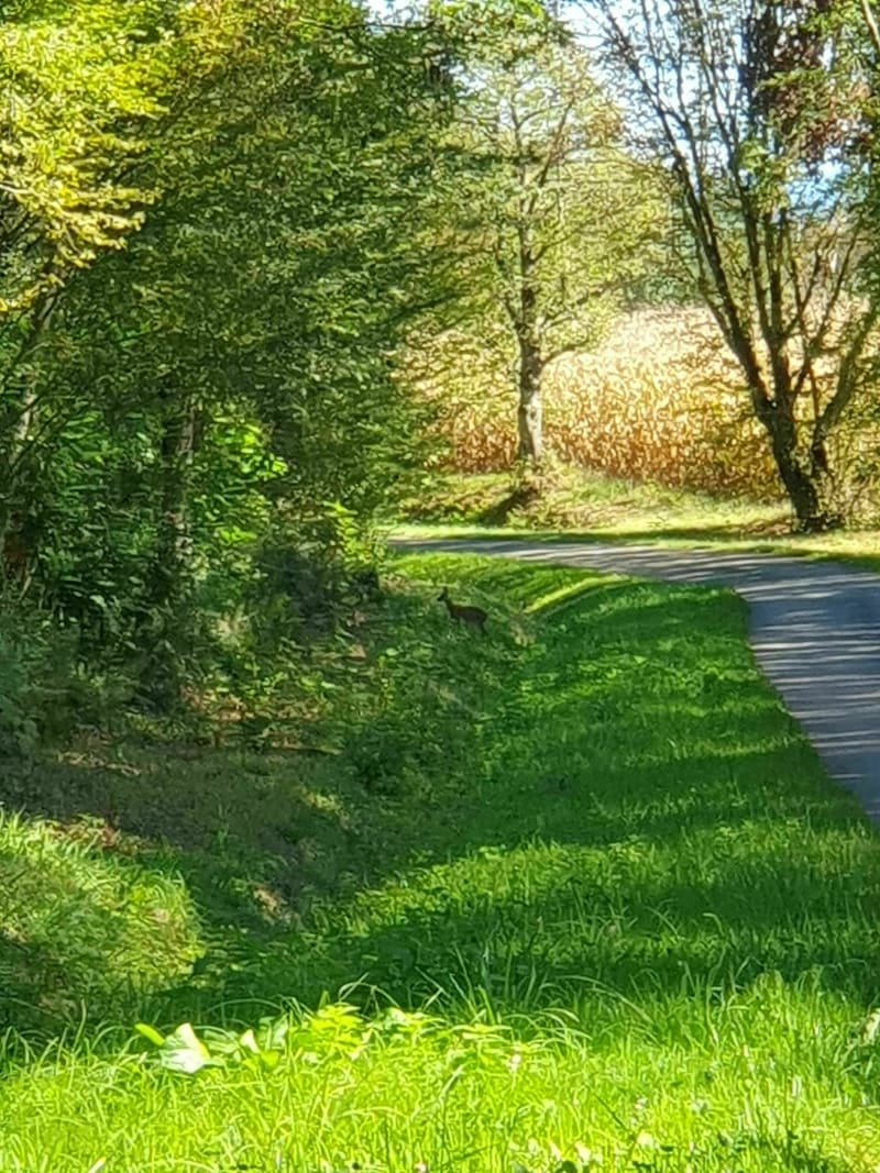Voie verte au départ de Chaumergy - Chaumergy