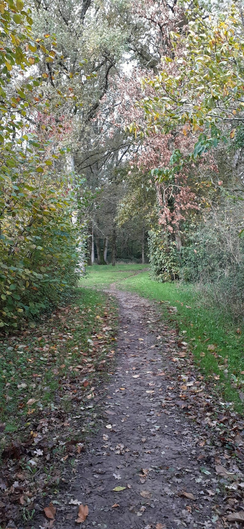 Promenade champêtre à Pellouailles les Vignes - Verrières-en-Anjou
