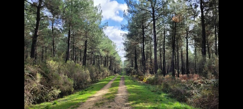 Du vieux Poitiers à la Forêt de Moulière - Naintré