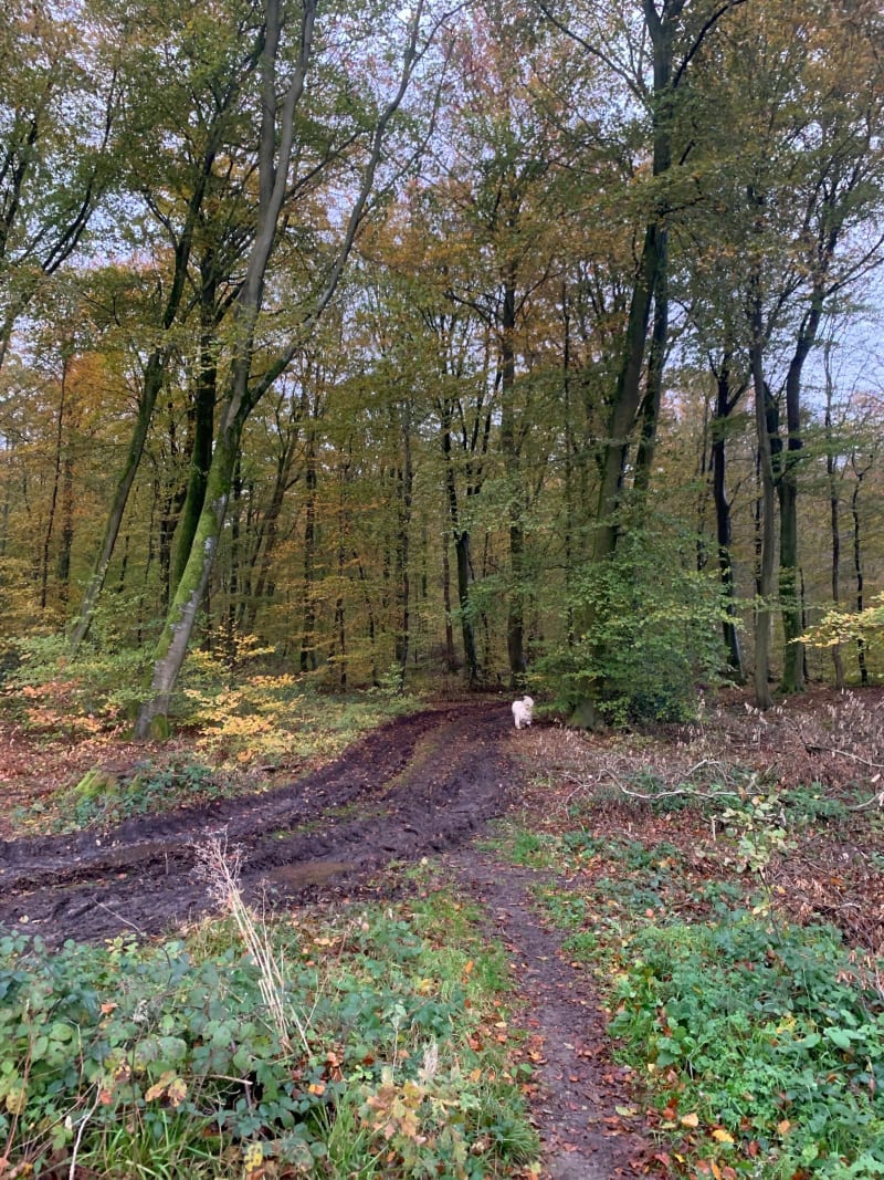 Balade en forêt d’Arques - Arques-la-Bataille