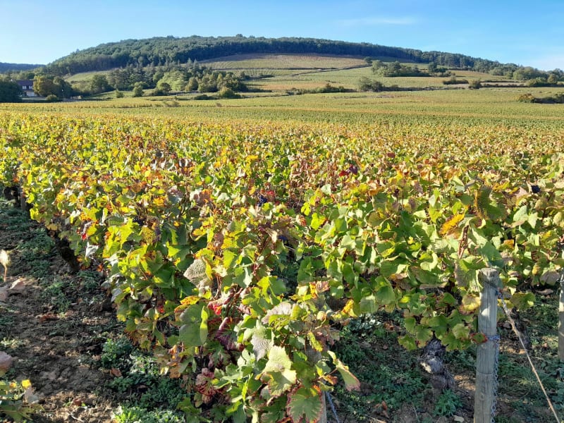 Couchey-Combe Lavau Fixey retour par le plateau. - Couchey