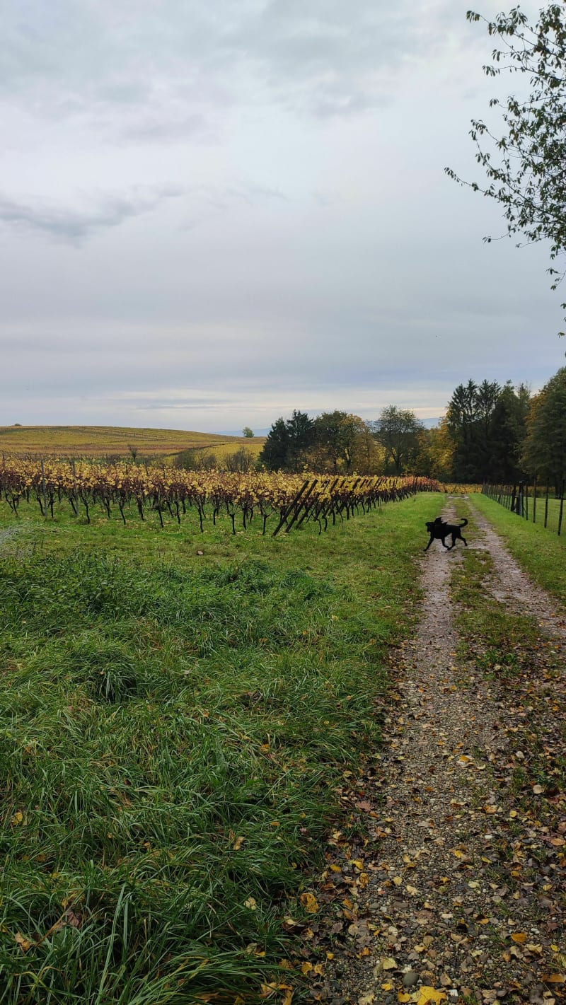 Entre vignes et forêt d'Oberwald par Bremmelbach - Drachenbronn-Birlenbach