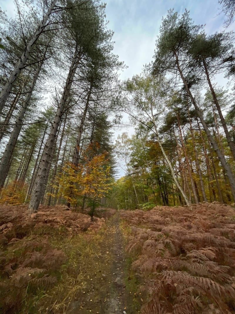 Randonnée autour de Poigny-la-Forêt - Rambouillet