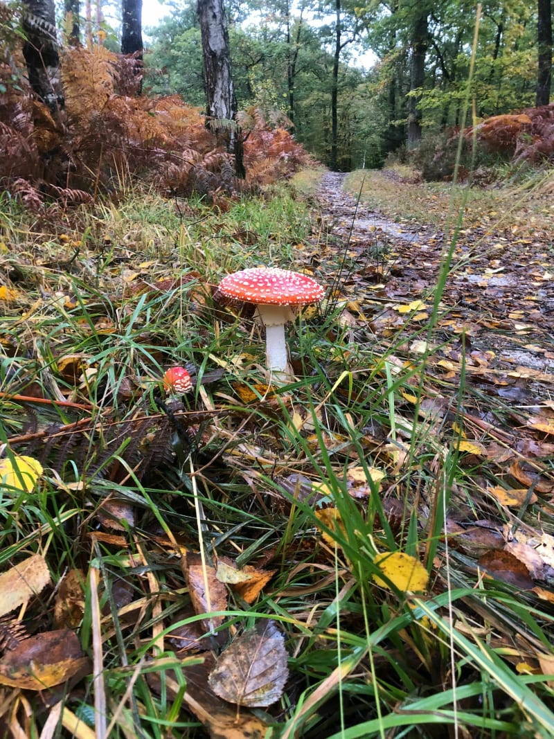 Vtt à Bellegarde - Quiers-sur-Bezonde