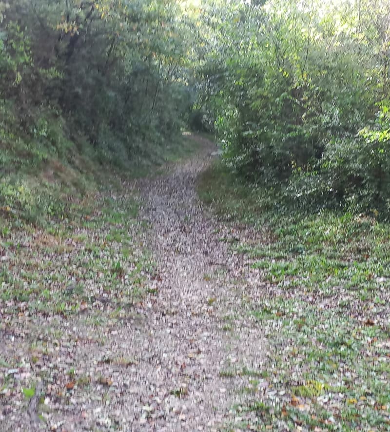Chemins et Chapelle dans le Layon à Mâchelles - Bellevigne-en-Layon
