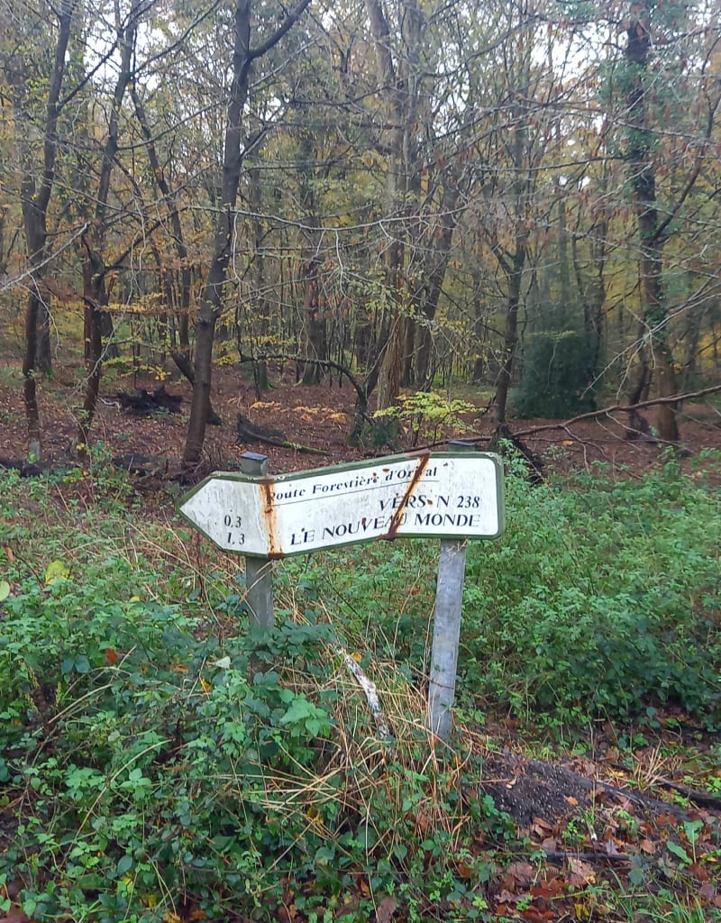 Promenade d'automne en forêt de Londe - Orival