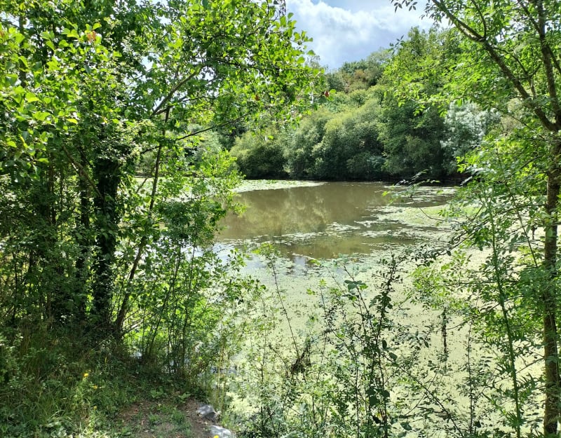 Lac Saint Nicolas Avrillé - Avrillé