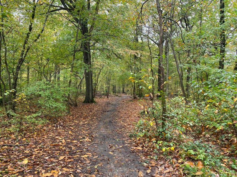 Route Chemins et forêt depuis Wissous - Wissous