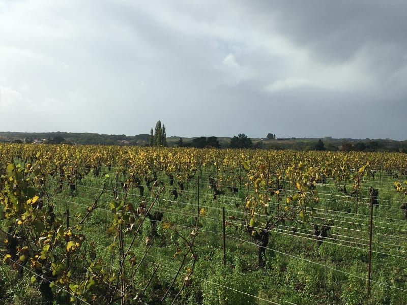 Vignoble Nantais, circuit des 3 moulins et la Sèvre Nantaise - Le Pallet