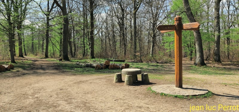 La forêt de bois d'Arcy et de St Apolline. - Plaisir