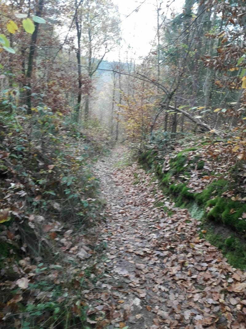 Balade dans les sous-bois de la Fouillouse - La Fouillouse