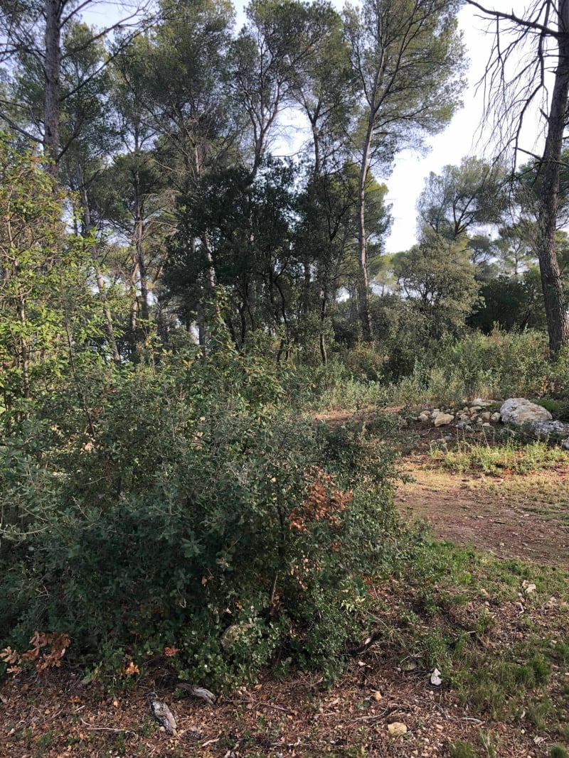 Sous bois et carrière à Fontvieille - Fontvieille