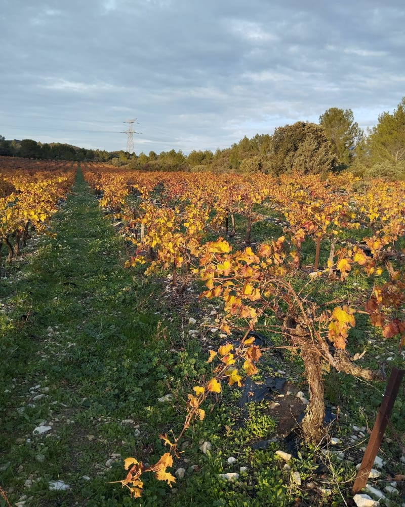 Rando autour de Saze - Aramon