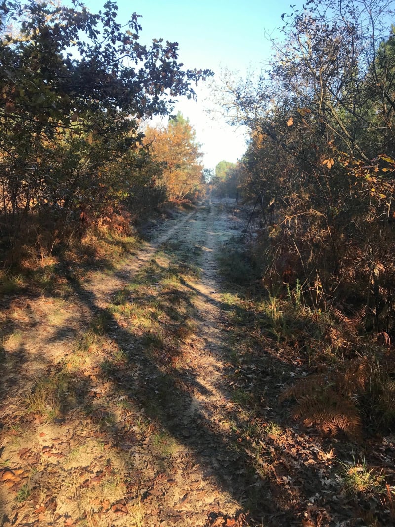 Marche dans la forêt de Labrit - Labrit