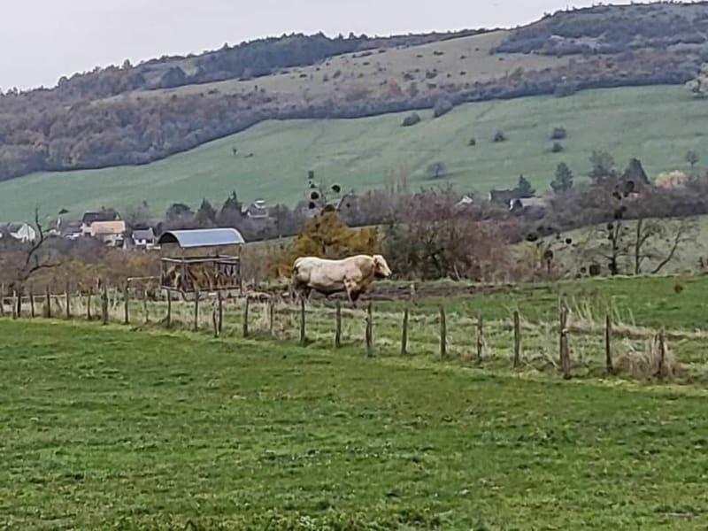 De Barizey à Saint-Hélène par la prairie - Barizey