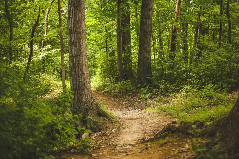 Promenade dominicale en forêt des Reclos à VTT - Pexonne