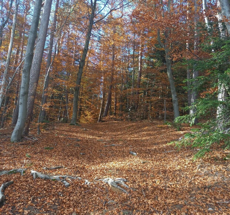 Balade du dimanche matin autour de Saint-Pal - Saint-Pal-de-Mons