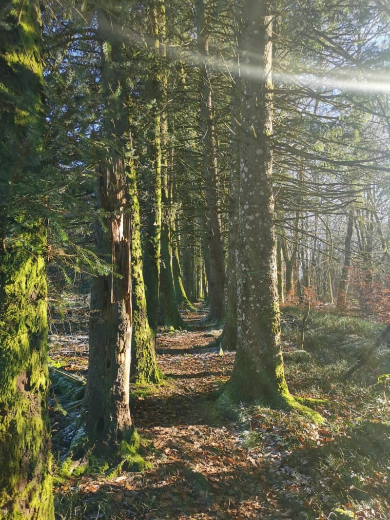 Sentier des Millevaches aux Oussines - Millevaches