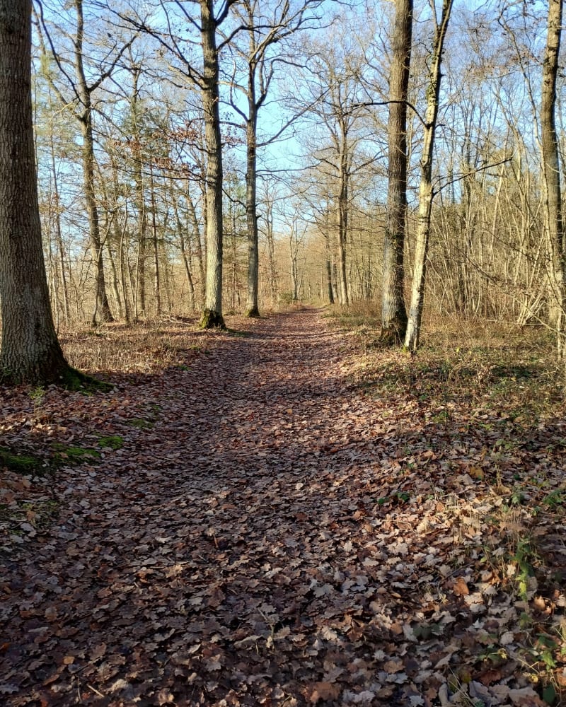 Balade en forêt d'Evreux - Évreux