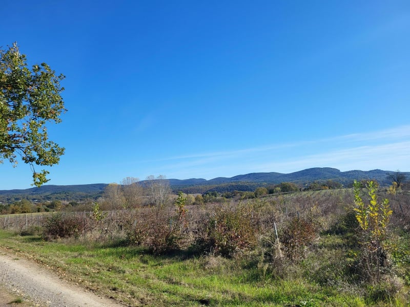 Balade entre sous-bois, champs de lavandes et vignes à Potelières - Potelières