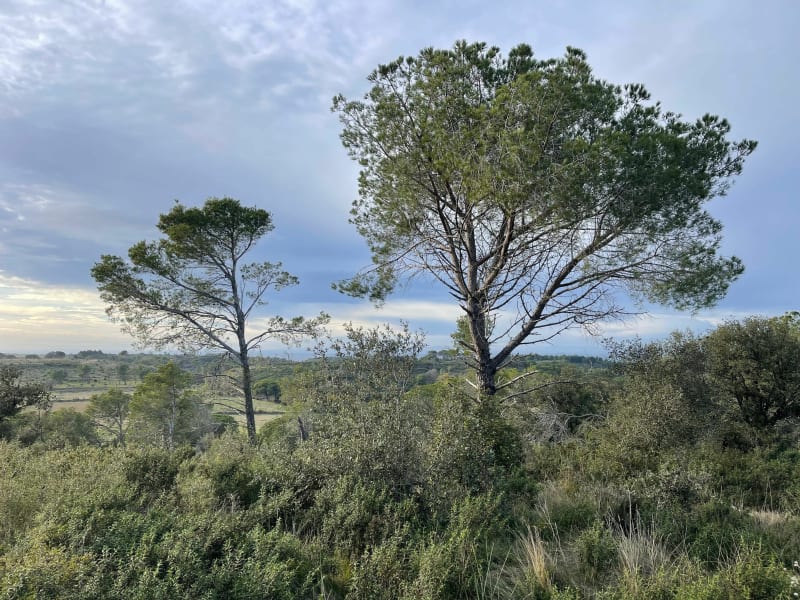 Dans les bois de Générac par le Puech du Moulin à Vent - Générac