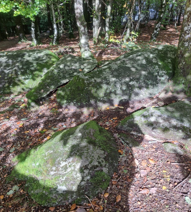 Forêt de Chabrieres - Guéret