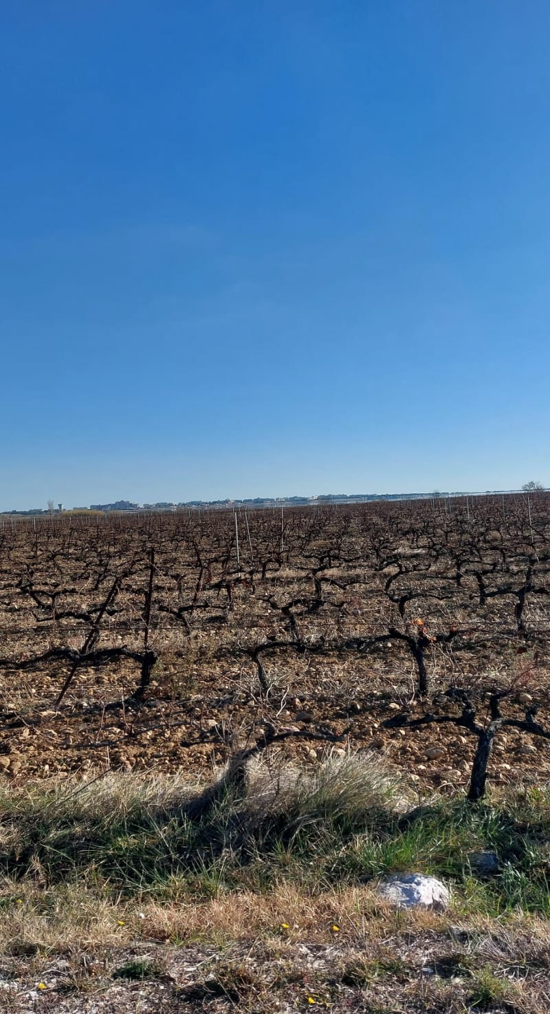 Cabestany  Canet en Roussillon Saleilles - Cabestany