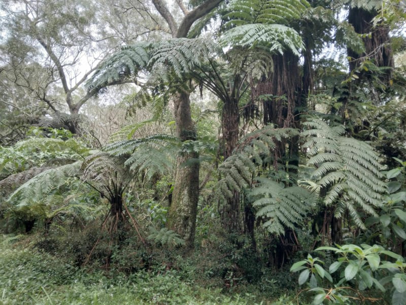Sentier du Trou de Fer dans la forêt de Bélouve - Salazie